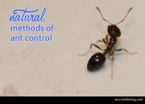 Natural Ant Control | Eco-Mothering.com