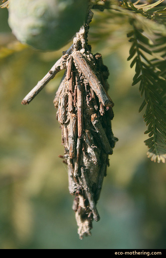 bagworm-cocoon