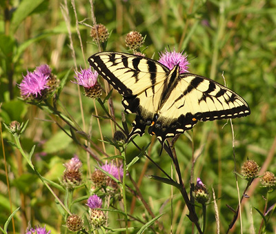 yellow-butterfly