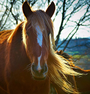 horse-Moyan-Brenn