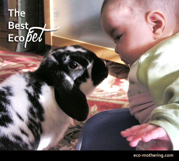 best-eco-pet