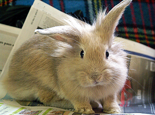 cupcake-the-bunny