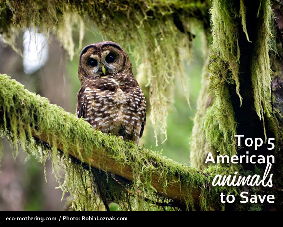 top5-animals-to-save