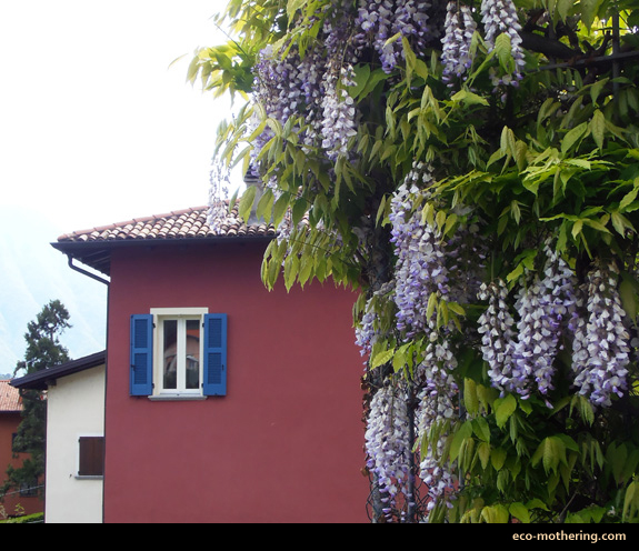 Como-lilacs
