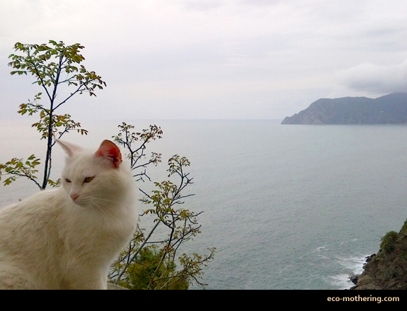 Cornelia-Italy-cat