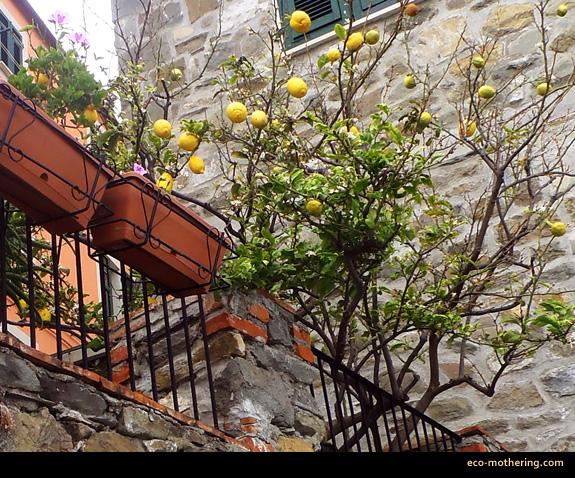 Donna-DeForbes-limon-tree-corniglia-italy
