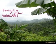 rainforest