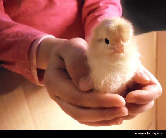 sofie-holds-baby-chick