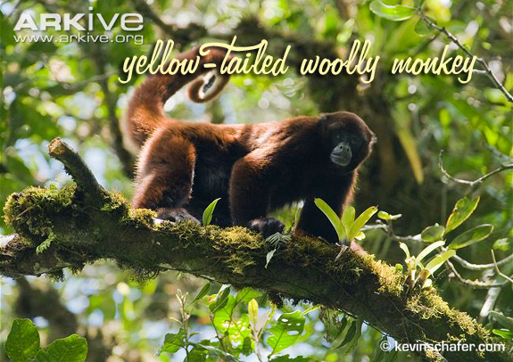 yellow-tailed-woolly-monkey