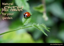Natural Bug Control for your Garden | Eco-Mothering.com