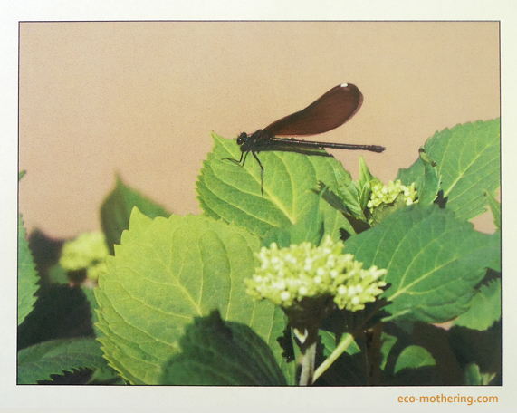 sofies-dragonfly