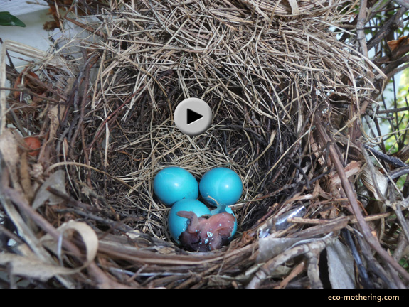 baby-bird-hatches
