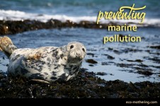 Ways to Prevent Marine Pollution | Eco-Mothering.com