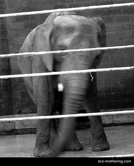 dancing-elephant-alice