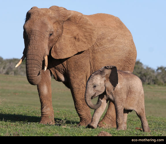mom-and-baby-elephant