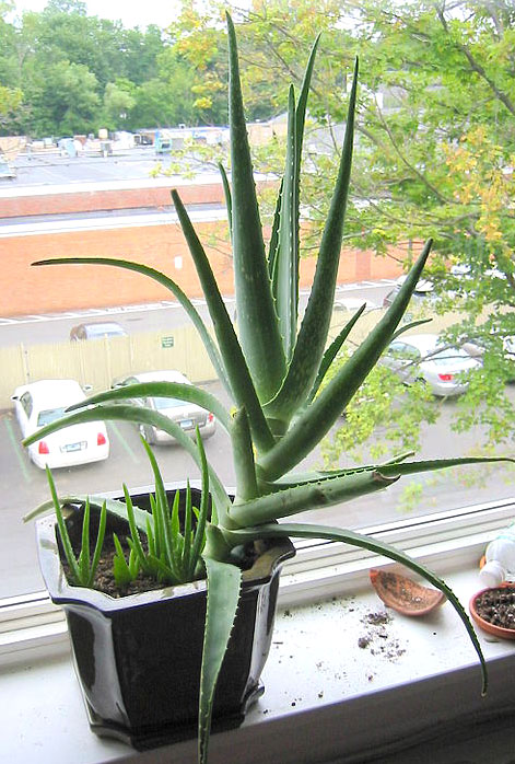 Aloe_vera_wiki