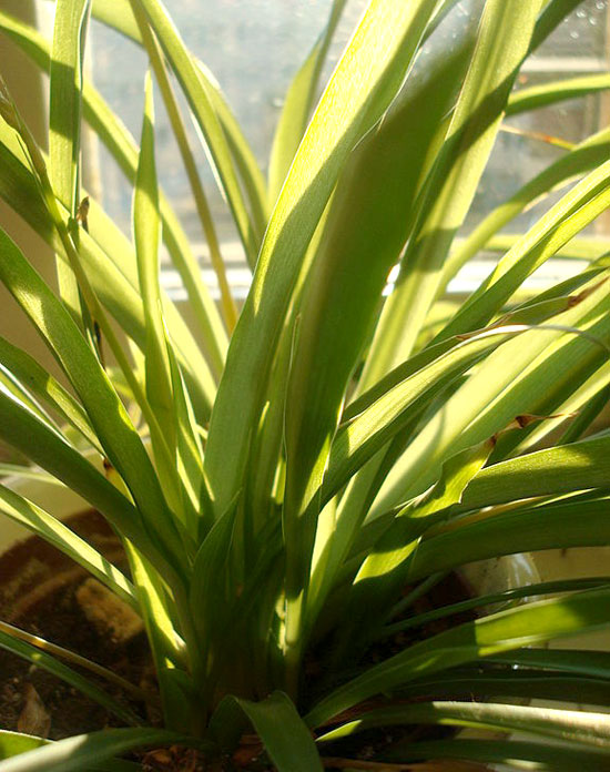 Spider_Plant_wiki