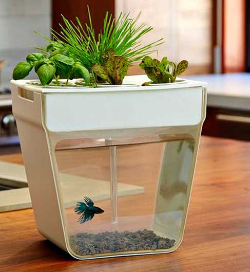 gift-aqua-farm-2
