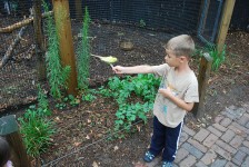 kid-with-bird