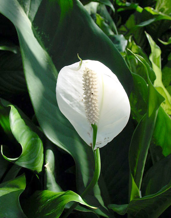 peace-lily-wiki