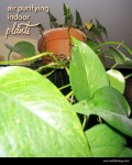 Houseplants to Purify Your Air | Eco-Mothering.com