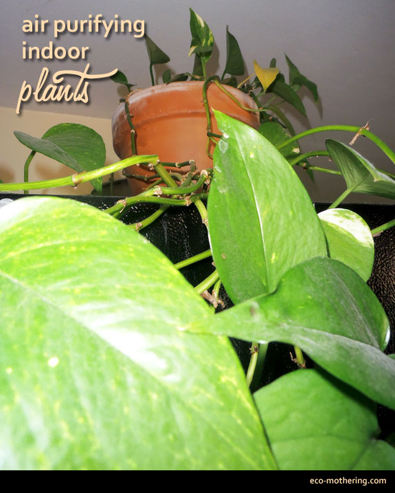 philodendron-air-purifier