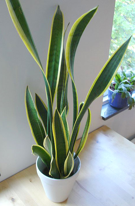 snake-plant-wiki