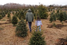 DeForbes-tree-farm