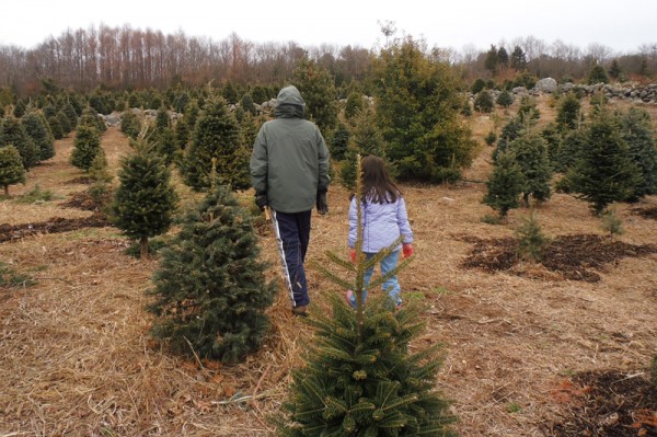 DeForbes-tree-farm