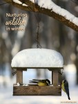 Nurturing Wildlife in Winter | Eco-Mothering.com