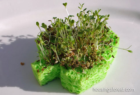 craft-shamrock-sprouts