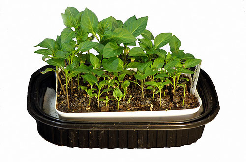 seed-pot-chicken-container