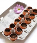 seed-pot-eggs