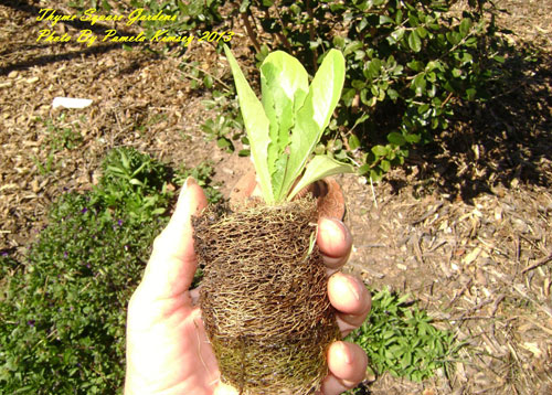 seed-pot-loofah