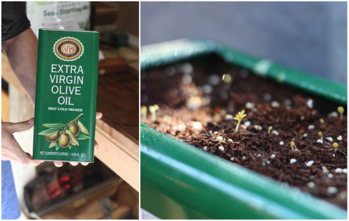seed-pot-olive-oil-can