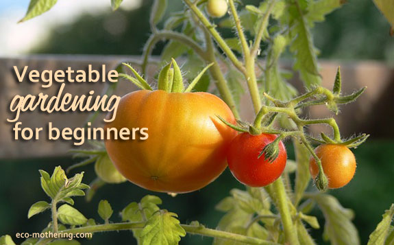 Garden Tomatoes | Eco-Mothering.com