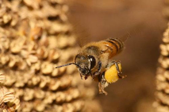 bee-shutterstock