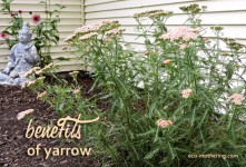 Uses for Yarrow | Eco-Mothering.com