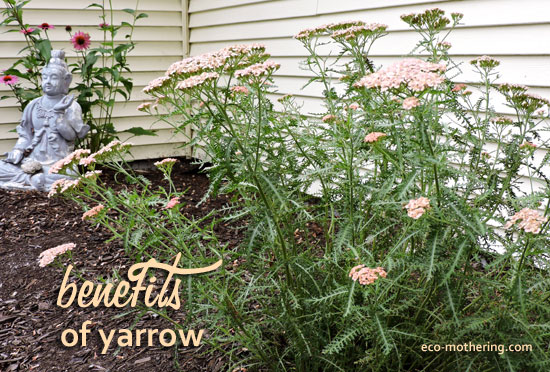 Uses for Yarrow | Eco-Mothering.com