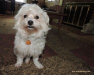 Adopting a Dog | Eco-Mothering.com