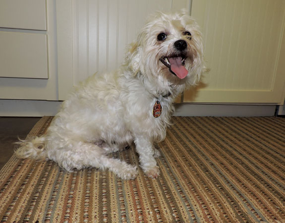Dolce-sitting-on-rug
