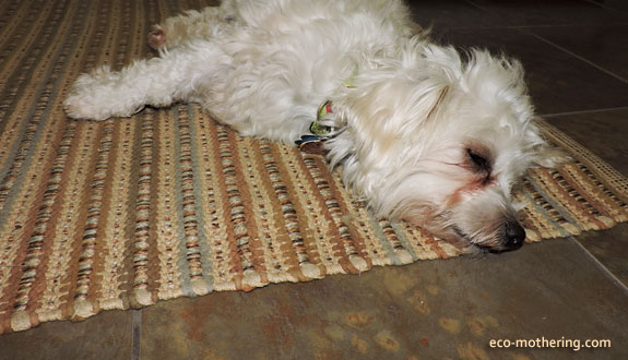 Dolce-sleeping-on-rug