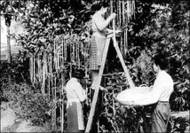 1957spaghetti