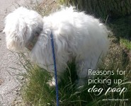 Reasons for Picking Up Your Dog Poop | Eco-Mothering.com