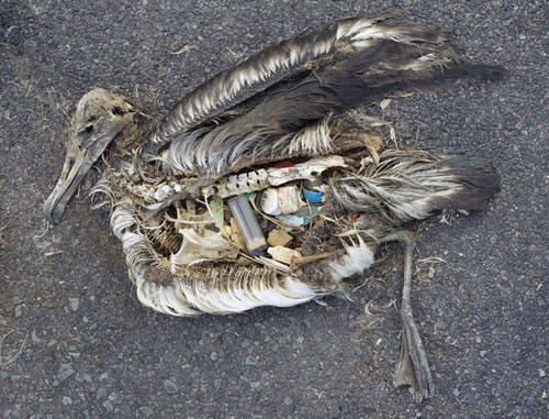 Effects of Plastic Marine Pollution | Eco-Mothering.com